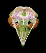 Eagle Owl Skull #1 Photograph by Science Photo Library