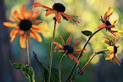 Echinacea Garden #1 Photograph by Bonnie Bruno Echinacea Garden #1 Photograph by Bonnie Bruno