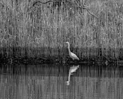 Egret Reflection 5831 #1 Photograph by Cathy Kovarik Egret Reflection 5831 #1 Photograph by Cathy Kovarik