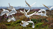 Eurasian Spoonbill Cadiz Bay Natural Park #1 Photograph by Sapiens Verbum Eurasian Spoonbill Cadiz Bay Natural Park #1 Photograph by Sapiens Verbum