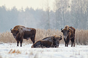 European Bison In Winter, Bialowieza National Park, Poland. #1 Photograph by Mateusz Piesiak / Naturepl.com European Bison In Winter, Bialowieza National Park, Poland. #1 Photograph by Mateusz Piesiak / Naturepl.com