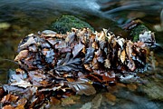 Fallen Leaves In A River #1 Photograph by Science Photo Library