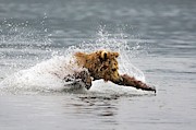 Female Kamchatka Brown Bear Fishing For Salmon #1 Photograph by Science Photo Library