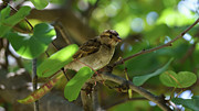 Female Spanish Sparrow Passer Hispaniolensis #1 Photograph by Sapiens Verbum