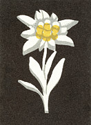 Flower #1 Drawing by CSA Images