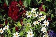 Flowers #1 Photograph by Robert Grac