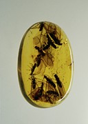 Flying Ants Trapped In Amber #1 Photograph by Science Photo Library
