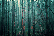 Foggy Autumn Forest #1 Photograph by Science Photo Library