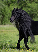 Freisian Horse Stallion With Long Flowing Mane, In Meadow. #1 Photograph by Carol Walker / Naturepl.com