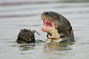 Giant Otter Eating A Fish #1 Photograph by Science Photo Library