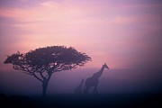 Giraffe {giraffa Camelopardalis}. Itala #1 Photograph by Roger De La Harpe