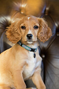 Golden Cocker Spaniel Puppy Aged 12 Weeks, With Collar And #1 Photograph by Tj Rich / Naturepl.com Golden Cocker Spaniel Puppy Aged 12 Weeks, With Collar And #1 Photograph by Tj Rich / Naturepl.com