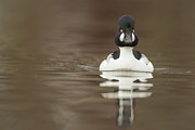 Goldeneye Duck, Bucephala, Male, Calm #1 Photograph by Sarah Darnell