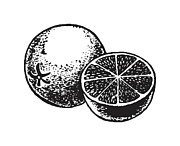 Grapefruit #1 Drawing by CSA Images