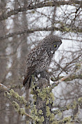 Great Gray Owl Sax Zim Bog #1 Photograph by Paul Schultz Great Gray Owl Sax Zim Bog #1 Photograph by Paul Schultz