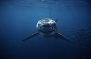 Great White Shark,carcharodon #1 Photograph by Gerard Soury