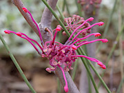 Grevillea Coconut Ice Pink Flower #1 Photograph by Christy Garavetto