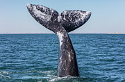 Grey Whale Tail, San Ignacio Lagoon, El Vizcaino Biosphere #1 Photograph by Claudio Contreras / Naturepl.com