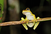Gunther's Banded Tree Frog Panguana Reserve, Huanuco #1 Photograph by Konrad Wothe / Naturepl.com