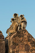 Hanuman Langur Presbytis Entellus Group #1 Photograph by Mike Powles