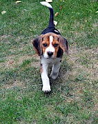Hermine The Beagle #1 Photograph by Thomas Schroeder