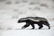 Honey Badger #1 Photograph by Science Photo Library