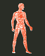 Human anatomy #1 Drawing by CSA Images Human anatomy #1 Drawing by CSA Images