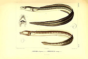 Illustration Of South American Eel #1 Painting by Science Source