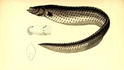 Illustration Of South American Fish #1 Painting by Science Source