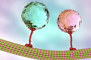 Intracellular Transport, Illustration #1 Photograph by Kateryna Kon