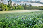 Iris Meadow 2 #2 Photograph by Susan Cole Kelly