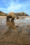 Komodo Dragon Male, Foraging On Remote Beach At Low Tide #1 Photograph by Nick Garbutt / Naturepl.com