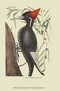 Large White Billed Woodpecker #1 Painting by Mark Catesby