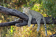 Leopard Cub Lounging In Tree #1 Photograph by Suzi Eszterhas Leopard Cub Lounging In Tree #1 Photograph by Suzi Eszterhas