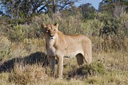 Lion (panthera Leo). Moremi National #1 Photograph by Roger De La Harpe