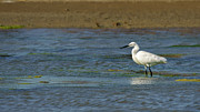 Little Egret Egretta Garzetta Las Salinas #1 Photograph by Sapiens Verbum