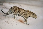 Male African Leopard #1 Photograph by Science Photo Library