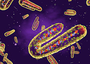 Marburg Virus #1 Photograph by Science Photo Library