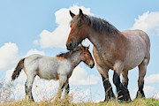 Mare with foal close together #1 Photograph by Nick Biemans