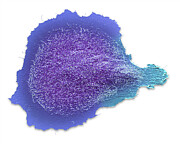 Mdckii Cell #1 Photograph by Steve Gschmeissner/science Photo Library