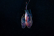 Mediterranean Dealfish #1 Photograph by Science Photo Library