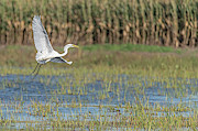 Milky White Egret Photograph by Amfmgirl Photography