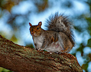 Momma Squirrel #1 Photograph by Cathy Kovarik Momma Squirrel #1 Photograph by Cathy Kovarik