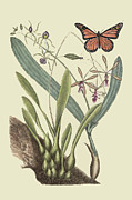 Monarch Butterfly #1 Painting by Mark Catesby