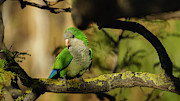 Monk Parakeet Perched on a Tree #1 Photograph by Sapiens Verbum