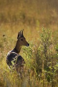 Mountain Reedbuck (redunca #1 Photograph by Roger De La Harpe