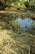 Mud Flat In A Mangrove Swamp #1 Photograph by Science Photo Library