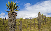 Nevado del Ruiz Murillo Tolima Colombia #1 Photograph by Adam Rainoff
