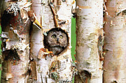 Northern Saw-whet Owl Aegolius Acadicus #1 Photograph by Art Wolfe
