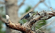 Nuthatch #1 Photograph by Dorrene BrownButterfield